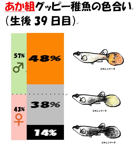 赤 黒グッピーのハーフ稚魚の現在 生後60日目 オレンジーヌの熱帯魚達